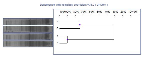 UTB ve Zlíně, Fakulta technologická 75 V Tabulce 9 jsou zaznamenány proteinové profily vzorků po 3 měsících zrání. Proteinové profily obsahovaly 13 18 bandů o molekulové hmotnosti 6,09 93,75 kda.