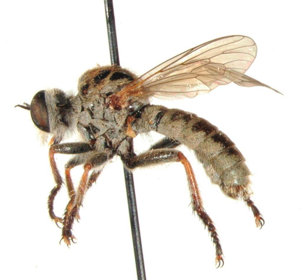 A new species of the genus Amphisbetetus Hermann, 1906 (Diptera ...