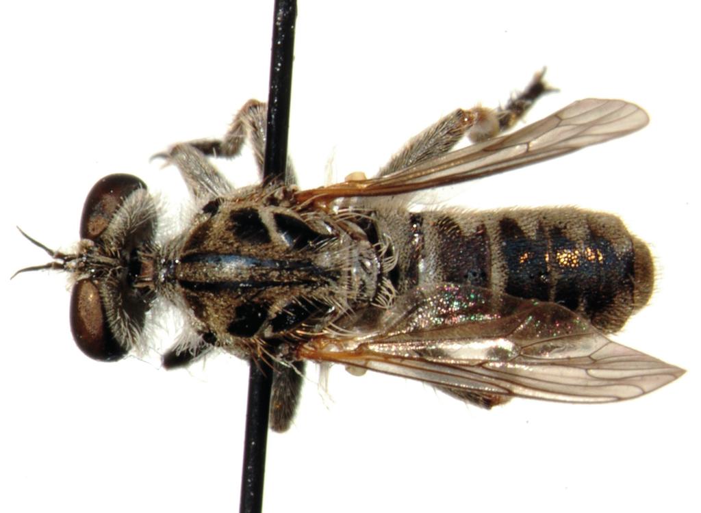 Fig. 2. Amphisbetetus kourna sp. n.