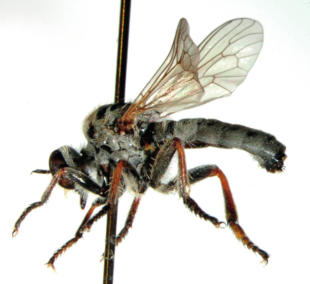 Fig. 3. Amphisbetetus kourna sp. n.