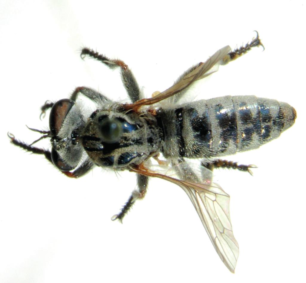 Fig. 4. Amphisbetetus kourna sp. n.