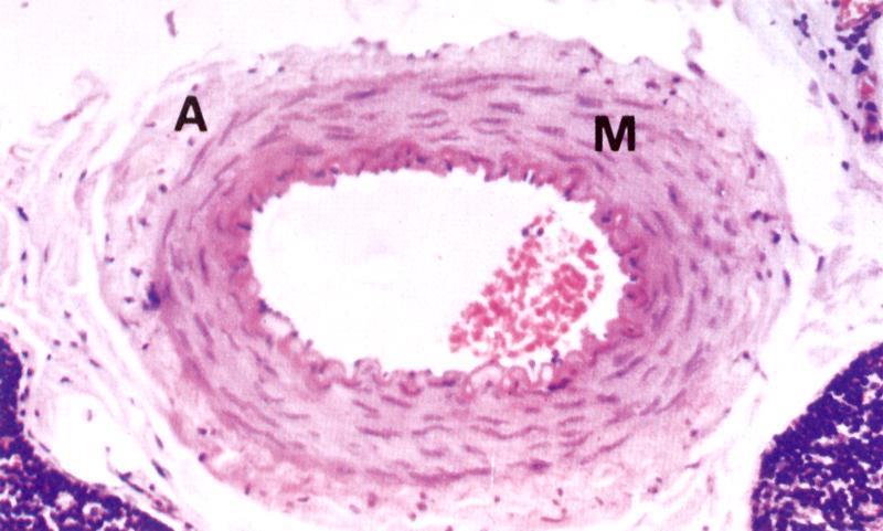 Arteriola