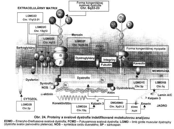 tropomyozín 3 (TMP3), regulačný proteín cytoskeletu, mutácie génu, kt. ho kódujú podmieňujú nemalínovú myopatiu (NEM1). Okrem toho sa vo s.