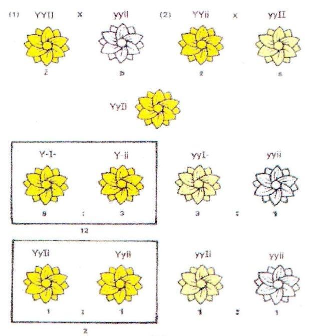 .Odbourávání chlorofylu (zelená -> žlutá) AABB AAbb aabb aabb (červená) (hnědá) (žlutá) (zelená) - Poměr 9:3:3:1 (Dominantní) epistáze: - Jeden gen brání projevu druhého genu.