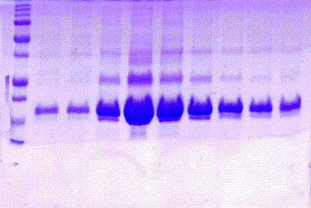 smh 2 3 4 5 6 7 8 9 10 Obr. 5.1 Vizualizovaný gel po 15% (w/v) SDS PAGE provedené po niklové chelatační chromatografii.