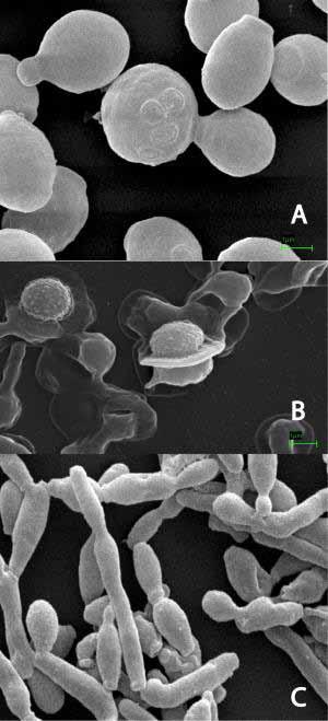 Saccharomycotina Pichia Saccharomycetes - běžní saprotrofové na tlejícím materiálu - častí symbionti v trávicím systému bezobratlých živočichů - fermentace řady sacharidů, potenciál pro