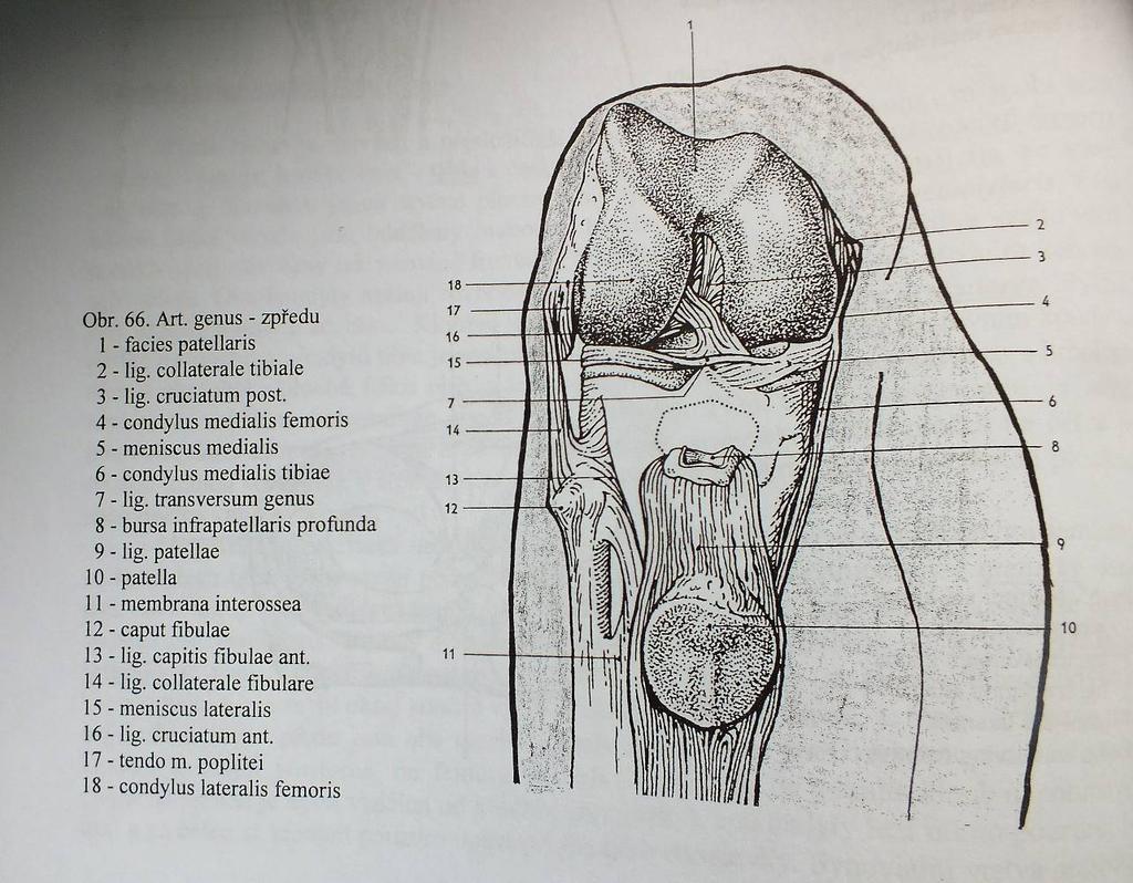 Příloha 1: Anatomie kolenního kloubu Obr.