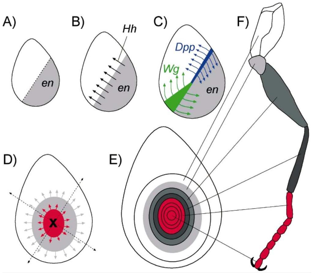 Obr. 7: Vývoj končetiny z imaginálního disku u Drosophila melanogaster.
