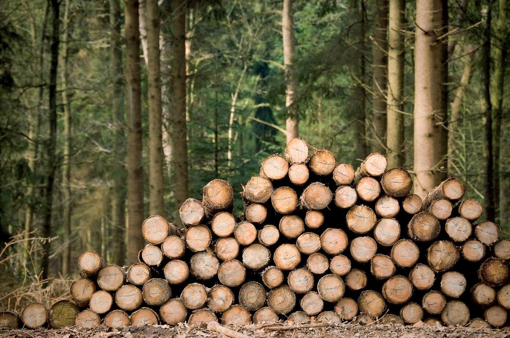 V roku 2012 sa zo slovenského dreva postavilo veľa moderných drevostavieb. Predstavujeme vám tie najkvalitnejšie.