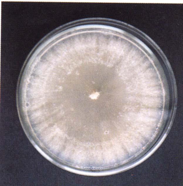 Cryphonectria parasitica Murr mycelium v
