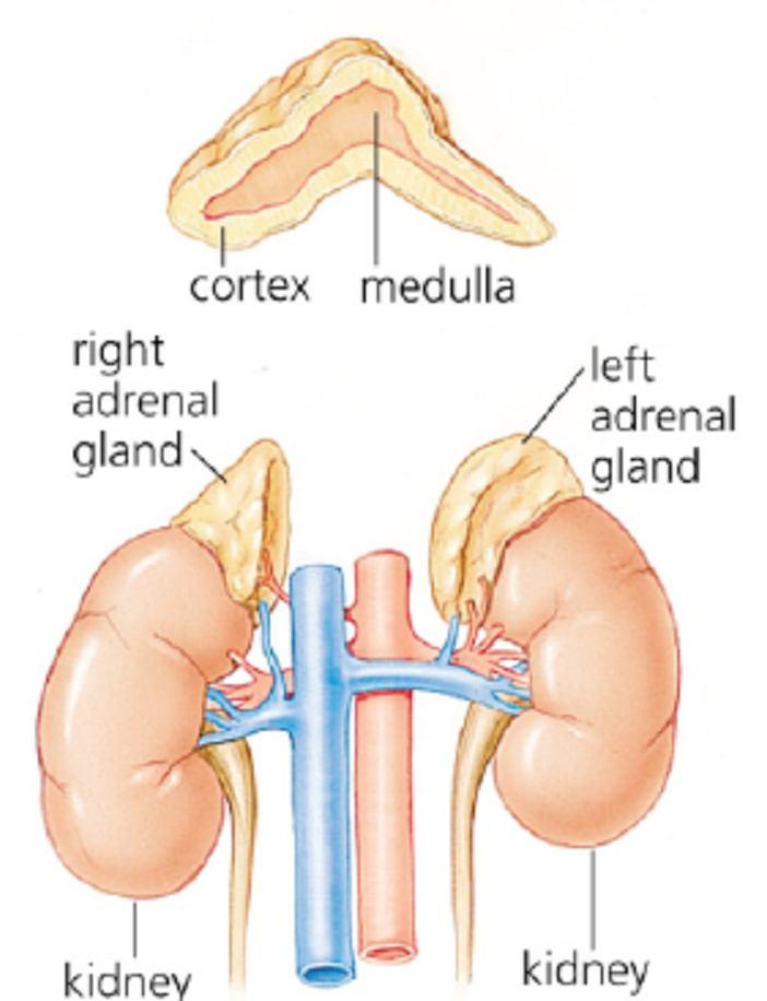 Adrenální steroidní hormony 1. Zona glomerulosa: mineralokortikoidy aldosteron řídí vylučování solí a vody ledvinami 2.