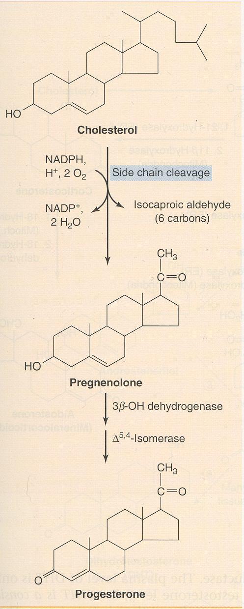 20 22 Mitochondriální enzym odštěpující postrannní řetězec cholesterolu cholesteroldesmolasa zahajuje syntézu progestinů.