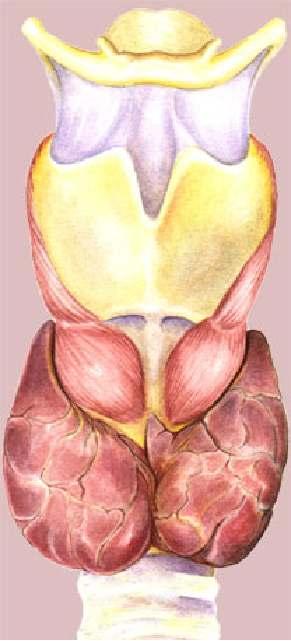 Štítna žľaza (glandula thyroidea) Zložená z 2 lalokov Produkuje: 1.
