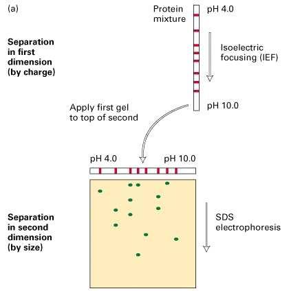 Dvourozměrná elektroforéza (2D-PAGE) 2D-PAGE je vysoce efektivní separační metodou umožňující rozdělení komplikovaných směsí stovek různých bílkovin a představuje základní nástroj v novém