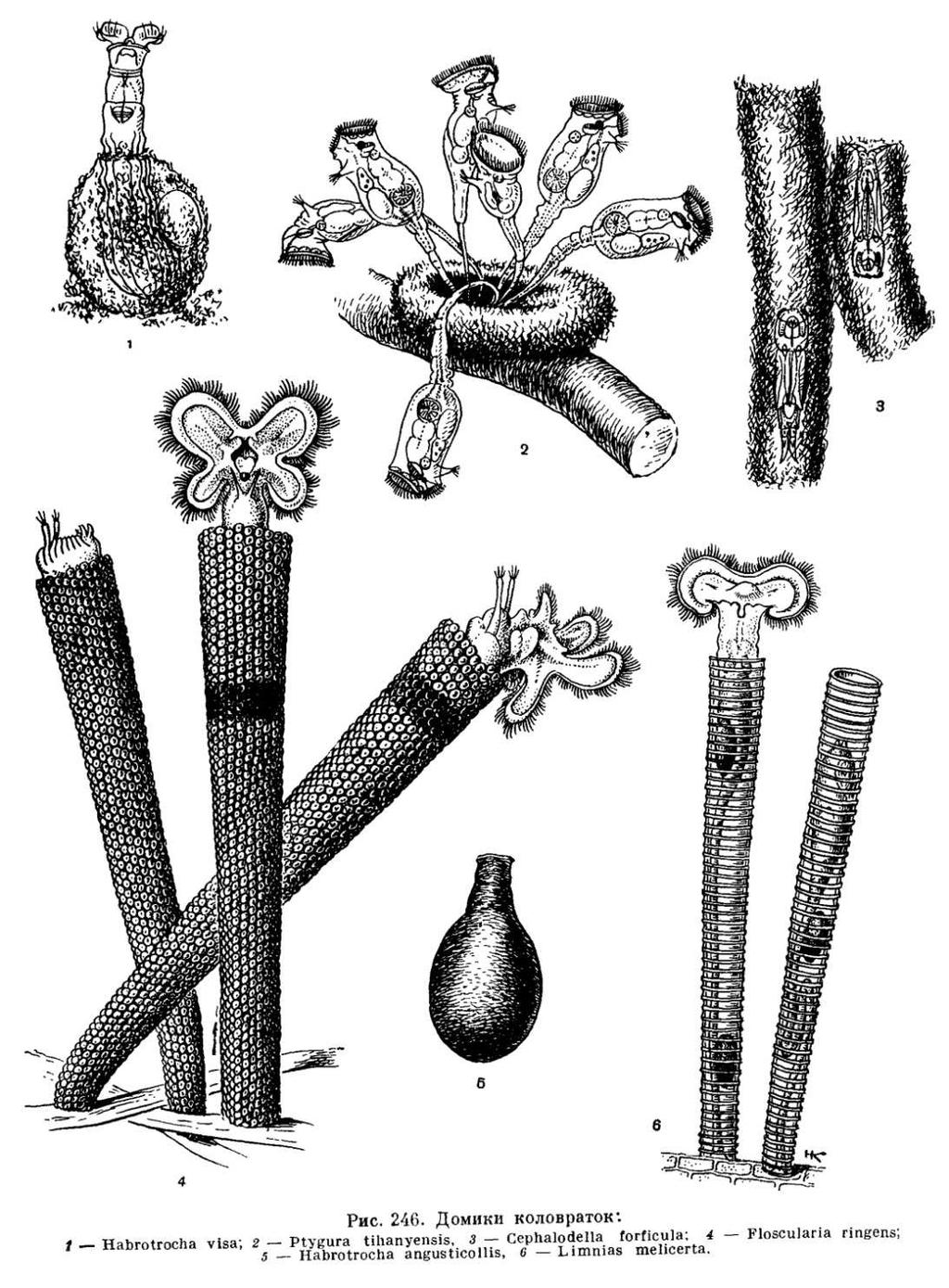 ROTIFERA (VÍŘNÍCI) Charakteristika, celkový vzhled parafyletická skupina (Monogononta-točivky, Bdelloideapijavenky, Seisonida - žábrovci ) převážně