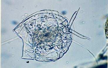 Monogononta (točivky) Lecane luna