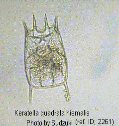 Monogononta (točivky) Keratella quadrata (hrotenka),