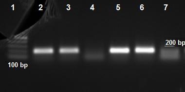 UTB ve Zlíně, Fakulta technologická 55 Obr. 12. TD-PCR testování primerů* *1-Marker; 2-DNA E. coli, N (primery 4R+2F); 3-DNA E.