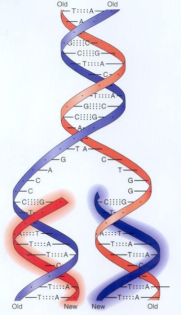 DNA replikace semikonzervativní proces zajištění genetické identity dceřinných buněk probíhá v místech zvaných REPLIKON DNA-dependentní DNA-polymeráza syntéza pouze ve směru 5 3 - z toho