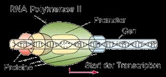 Přepis genetické informace - TRANSKRIPCE DNA mrna, na základě komplementarity bází; pozor T / U DNA-dependentní RNA-polymerasa Aby mohl být gen přepisován, musí proběhnout kaskáda dějů, které