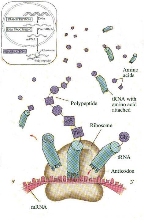 Translace Přenos informace z mrna do sekvence aminokyselin (AMK) Utváření polypeptidu na ribosomech (obsahují rrna a proteiny) podjednotky 40S (malá) a 60S (velká) Nutná přítomnost všech možných trna