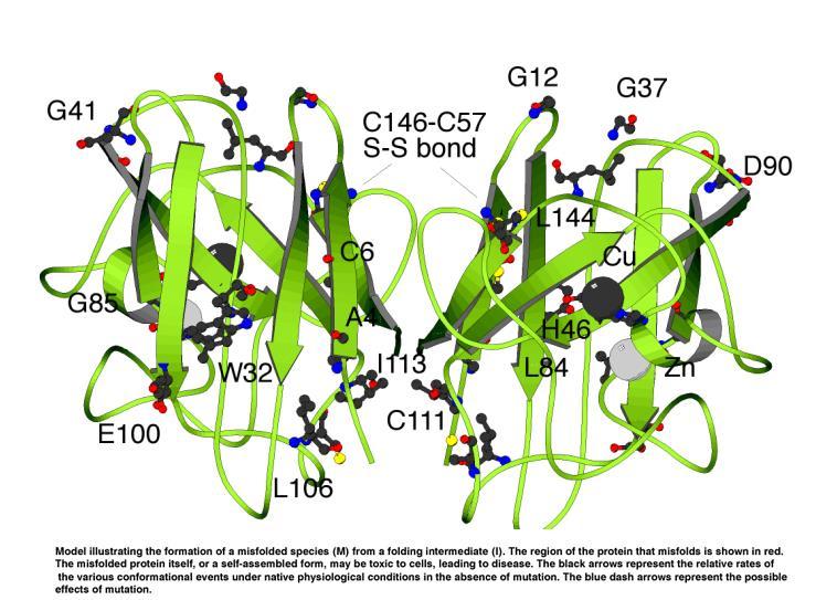 Posttranslační úpravy proteinů Odstranění iniciačního methioninu Sbalení polypeptidu do 3D struktury Chemická modifikace přidání fosfátů či cukrů Prekurzory proteinů