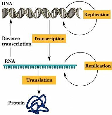 Centrální dogma molekulární biologie Replikace Cesta přenosu genetické informace: DNA RNA proteiny