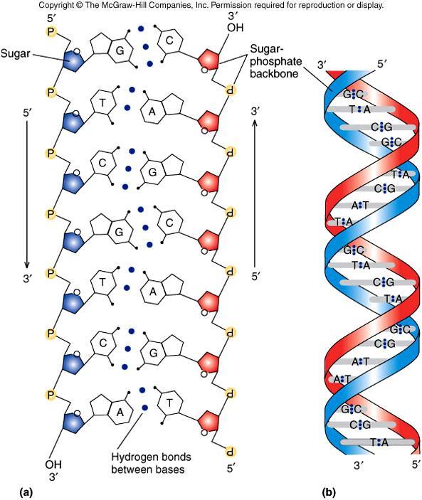 Chemie nukleových kyselin Stavební jednotka NK - nukleotid a) Dusíkaté báze: puriny (A,G) pyrimidiny (T,C,U) DNA: A,G,T,C; RNA A,G,U,C Komplementarita purinů a pyrimidinů Vodíkové vazby A.