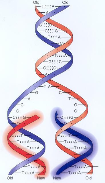 DNA replikace Semikonzervativní proces Zajištění genetické identity dceřinných buněk Probíhá v místech zvaných REPLIKON DNA-dependentní DNA-polymerasa syntéza nového vlákna pouze ve směru 5 3 Syntéza