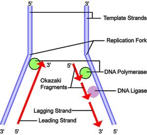 DNA replikace Topoisomerasa rozplétá dvoušroubovici DNA Helikasa se účastní replikace; pohybuje se přímo podél fosfodiesterových vazeb NK; rozděluje dvoušroubovici do dvou izolovaných vláken
