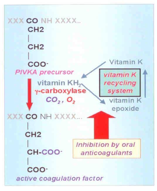 Koagulační faktory vitamín K dependentní FII, FVII, FIX, FX karboxylaxe glutamové kyseliny nutná k vazbě na fosfolipidy přes Ca