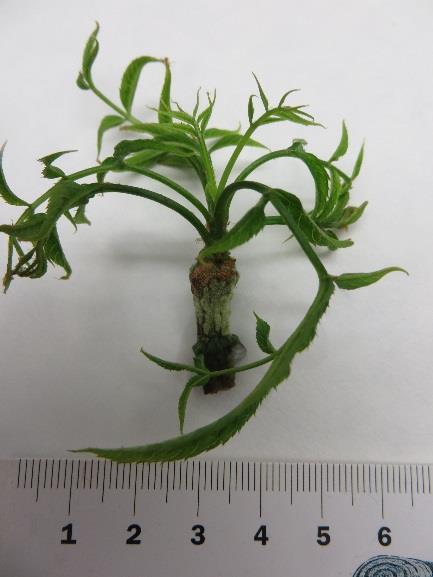 Pro zdárný průběh dílčího cíle E002 (začátek 1/2015) byly provedeny metodické pokusy v roce 2014, které vyžadovaly soubor in vitro rostlin s dobře vyvinutými kořeny a listy.