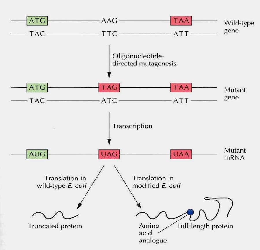 Vytváření proteinů obsahujících nestandardní aminokyseliny v geneticky upravených kmenech E. coli Kmen E. coli obsahuje geny z Methanococcus jannaschii: 1.