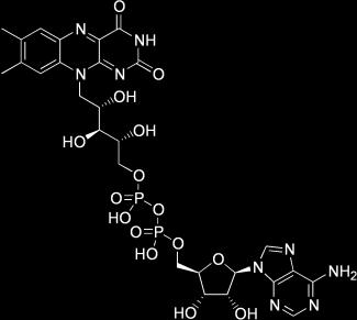 alloxazinu: - dehydrogenázy FM, FAD - FM 2, FAD 2