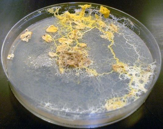 Amoebozoa oddělení: Mycetozoa třída: Myxogasterea Plazmodium protoplazmodium mikroskopické, homogenní, bez žilnatiny, jeden