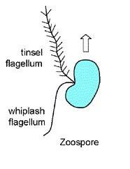 SAR - Stramenopila Peronosporomycota (Oomycota) obligátně parazitické druhy stélka: endobiotická (žijící uvnitř protoplastu hostitele) eukarpická (část stélky se