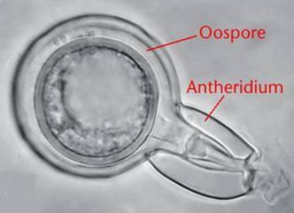 SAR - Stramenopila