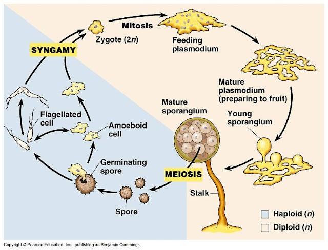 Amoebozoa oddělení: Mycetozoa (Myxomycota - hlenky) třídy: Protostelea, Dictyostelea, Myxogasterea cca 1000 druhů typem stélky je haploidní myxaméba a myxomonáda s bičíky shlukují se v