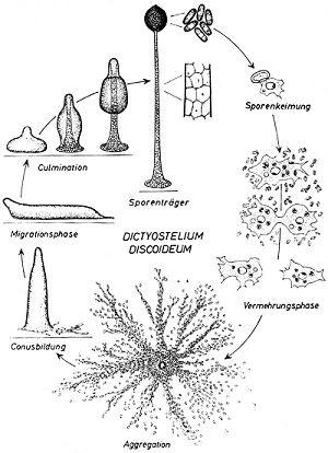 Amoebozoa oddělení: Mycetozoa myxomonády nevznikají třída: Dictyostelea