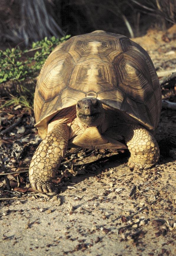 Želva angonoka (Geochelone yniphora) byla objevena r. 1884 a popsána o pět let později. Historie jejích kontaktů s člověkem je však podstatně delší a poskytuje námět k úvahám spíš neveselým.