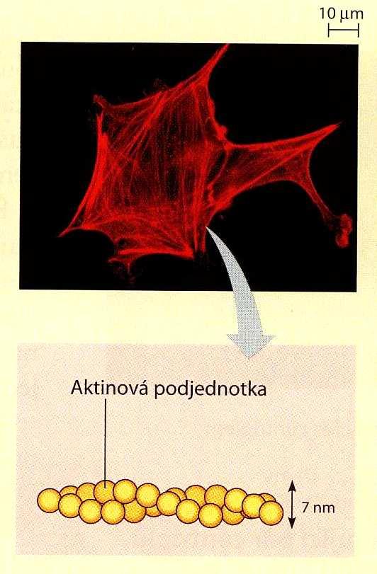 mikrofilamentum je tvořeno dvojicířetězců, kde základní jejich jednotkou jsou molekuly aktinu základní protein: AKTIN asociované proteiny: více než u mikrotubulů tubulů, př.