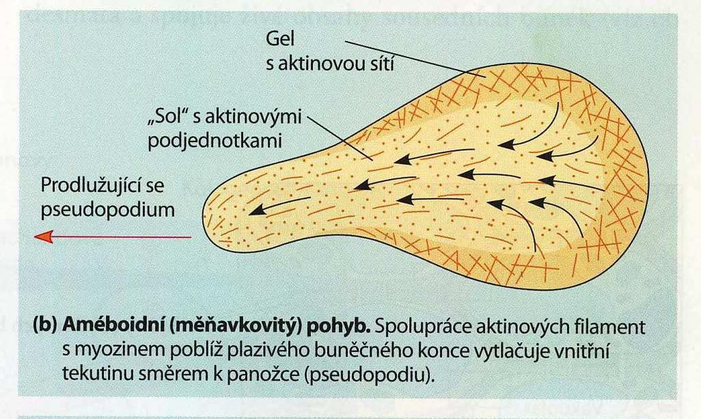 amoeboidní pohyb leukocytů obratlovců pohyb buněk k místu svého určení během rané