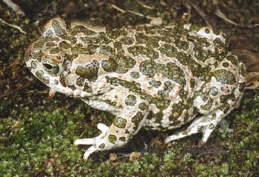 Žáby Anura Amniota (blanatí) Gymnophiona (červoři) Urodela (mloci) Ascaphidae