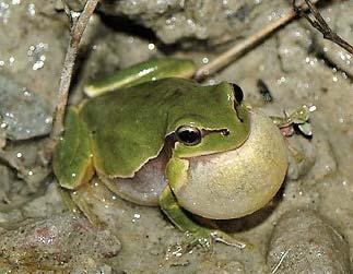 Hyla