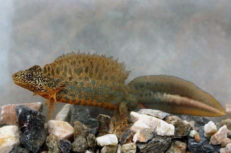 Triturus