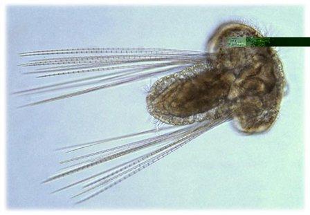 trochoforové larvy -