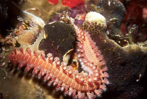 Amphinomida Amphinomidae až 30 cm dravá i saprofágní na pevných substrátech