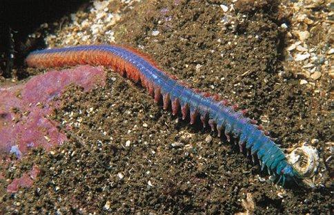 Nereididae Nereis druhově velmi bohatý rod mořské skolopendry silné zakřivené faryngeální