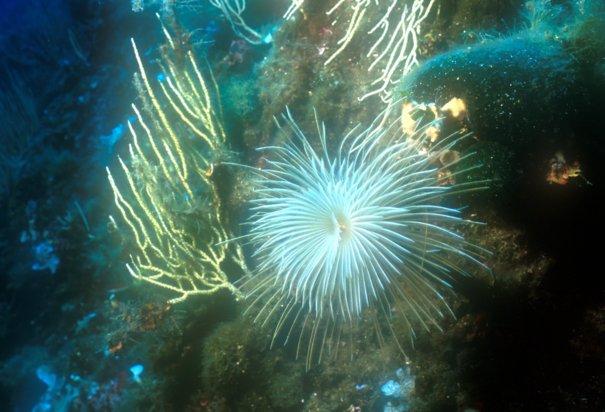 Sabella (Spirographis) spallanzanii průměr vějíře až 30cm, délka do 40cm různě zbarvená tykadla vyrůstají spirálovitě ze