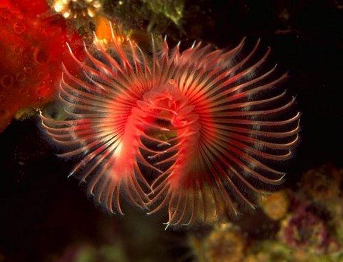 věnec tykadel až 4cm, délka do 7cm vápenitá trubička spirálovitě stočená 2 věnce z 30-40 chapadel spojených u